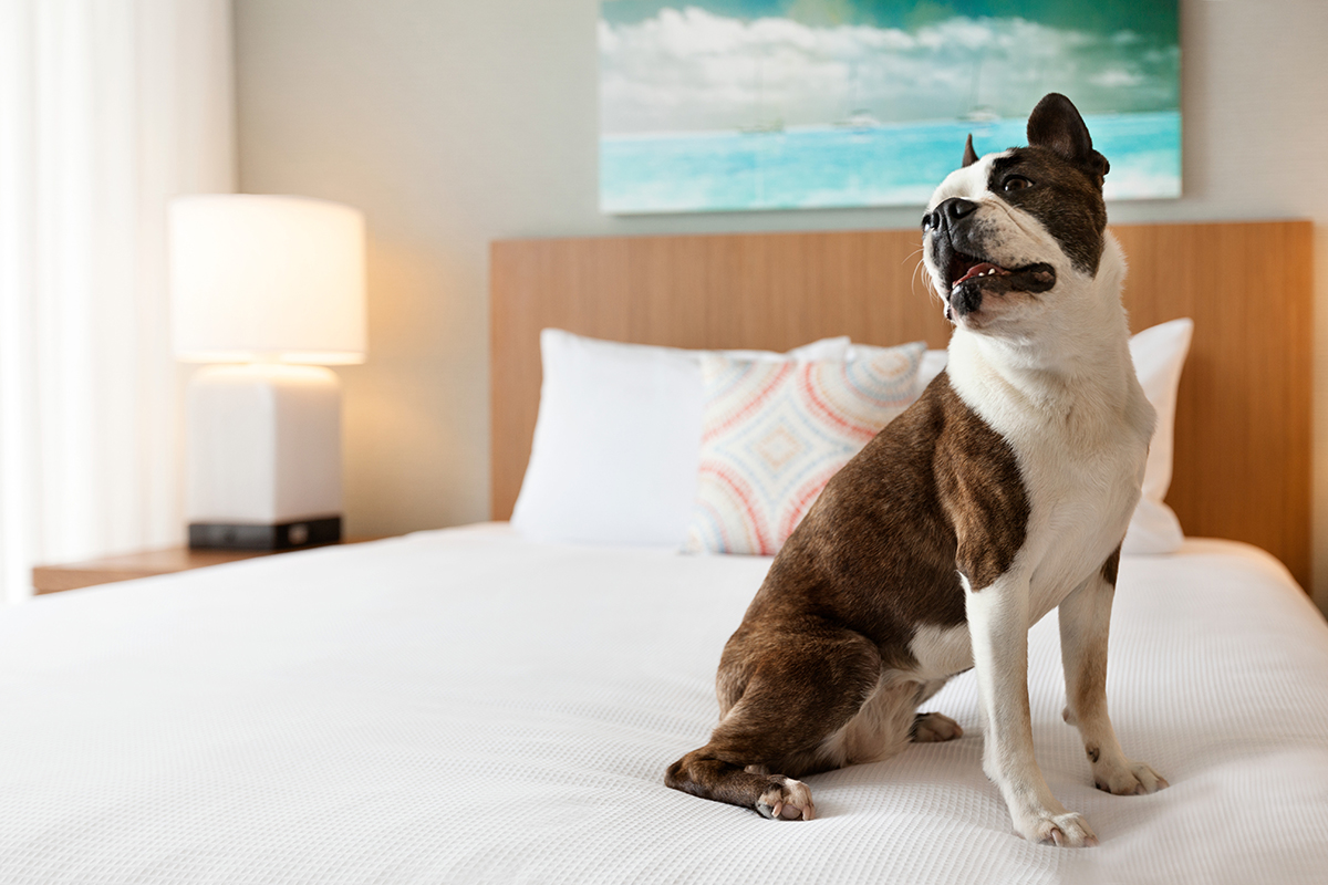 Hyatt House Virginia Beach-Oceanfront Dog on Bed